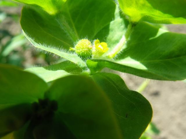 Euphorbia hirsuta / Euforbia pubescente